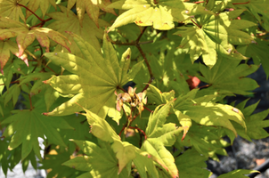 Acer shirasawanum 'Moonrise'