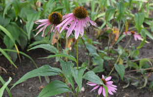 Echinacea purpurea 'Bright Star'