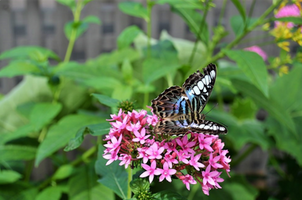 Pentas lanceolata