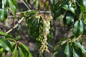 Pieris japonica 'Red Mill'