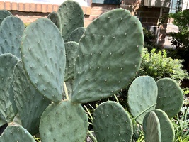 Opuntia compressa