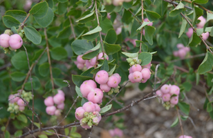 Symphoricarpos orbiculatus