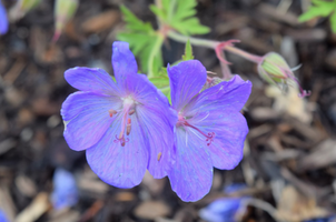 Geranium 'Johnson's Blue'