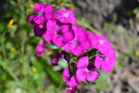 Dianthus barbatus