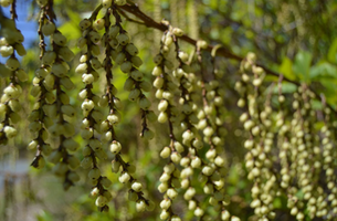 Stachyurus praecox