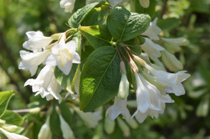 Weigela praecox 'April Snow'