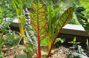 Beta vulgaris (Cicla Group)