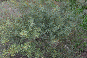 Salix purpurea 'Nana'