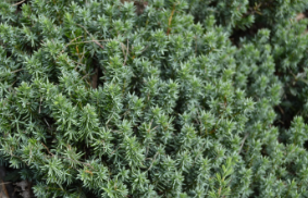 Juniperus procumbens 'Nana'