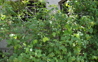 Viburnum acerifolium