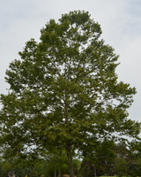 Platanus occidentalis