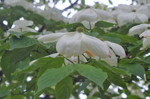 Cornus 'Rutban'