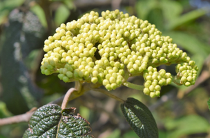 Viburnum x rhytidophylloides 'Alleghany'