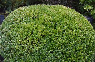 Buxus sempervirens 'Justin Brouwers'