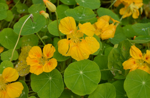 Tropaeolum sp.