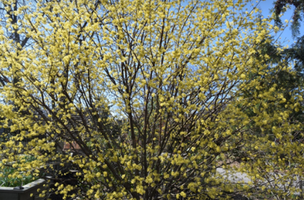 Cornus officinalis 'Kintoki'