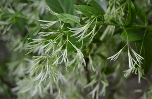 Chionanthus virginicus