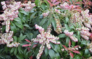 Pieris japonica 'Scarlet O'Hara'