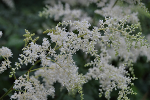 Aruncus dioicus