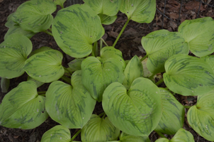 Hosta 'Tattoo'