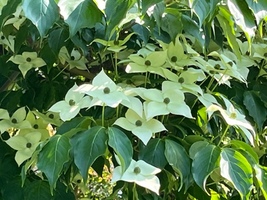 Cornus kousa