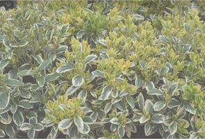 Euonymus japonicus 'Silver King'