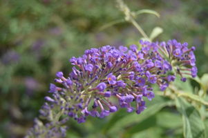 Buddleja 'Purple Haze'