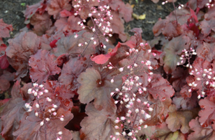 Heuchera 'Fire Alarm'