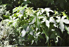 Liquidambar styraciflua 'Gumball'