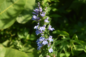 Lobelia siphilitica