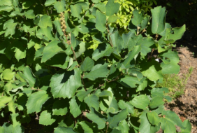 Fothergilla x intermedia 'KLMsixteen'