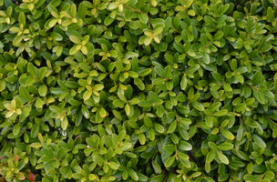 Buxus microphylla 'Compacta'