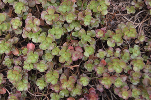 Sedum spurium 'Fuldaglut'