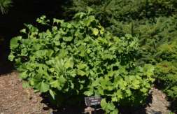 Ginkgo biloba 'Mariken'