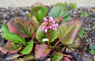 Bergenia cordifolia