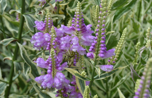 Physostegia virginiana 'Variegata'