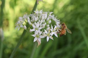 Allium tuberosum