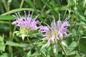 Monarda fistulosa