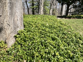 Pachysandra terminalis