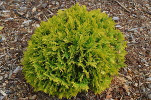 Thuja occidentalis 'Annas Magic Ball'