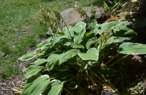 Hosta 'Undulata Variegata'