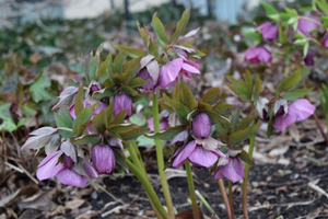 Helleborus x hybridus 'Pink Lady'