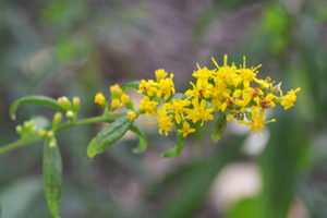 Solidago rugosa 'Fireworks'