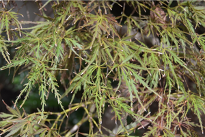 Acer palmatum var. dissectum 'Dissectum Atropurpureum'