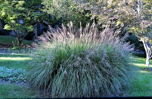 Calamagrostis x acutiflora 'Karl Foerster'