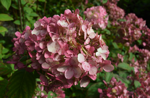 Hydrangea paniculata 'Fire Light'