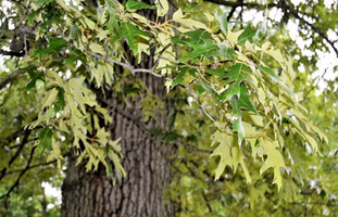 Quercus falcata