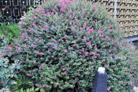 Lagerstroemia 'Pocomoke'