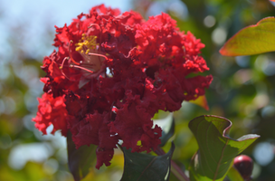 Lagerstroemia indica 'Dynamite'