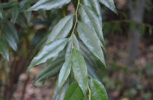 Agarista populifolia